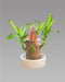 Brazilian Lucky Wood, Mini Home Plant Decorations